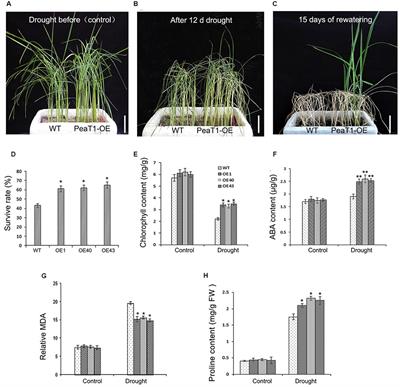 Overexpression of the PeaT1 Elicitor Gene from Alternaria tenuissima Improves Drought Tolerance in Rice Plants via Interaction with a Myo-Inositol Oxygenase